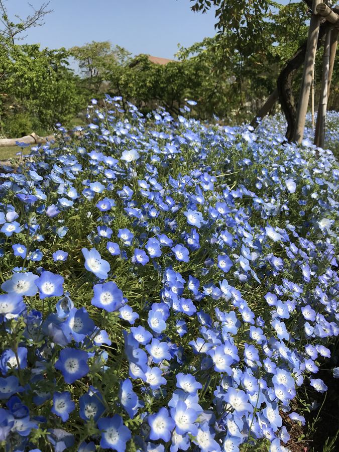 ネモフィラ　耐寒性一年草　9cmポット