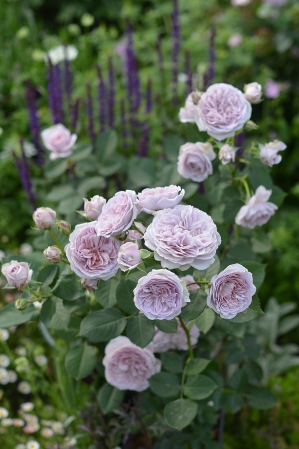 ル・ソワール（新苗） 7号鉢植え  バラ苗  四季咲き  シュラブローズ  河本バラ園  Kawamoto Brand Roses   《農林水産省 登録品種》