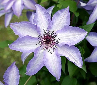 クレマチス　'美佐世’　系統：パテンス系　12cmポット《予約苗　2026年2月》