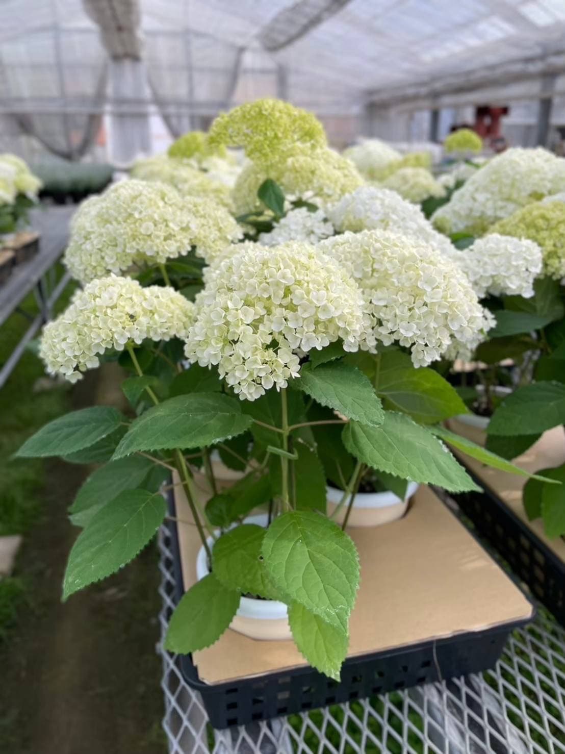 アジサイ・アナベル 'ルミナ' 耐寒性落葉低木 6号鉢 | 果樹・花木