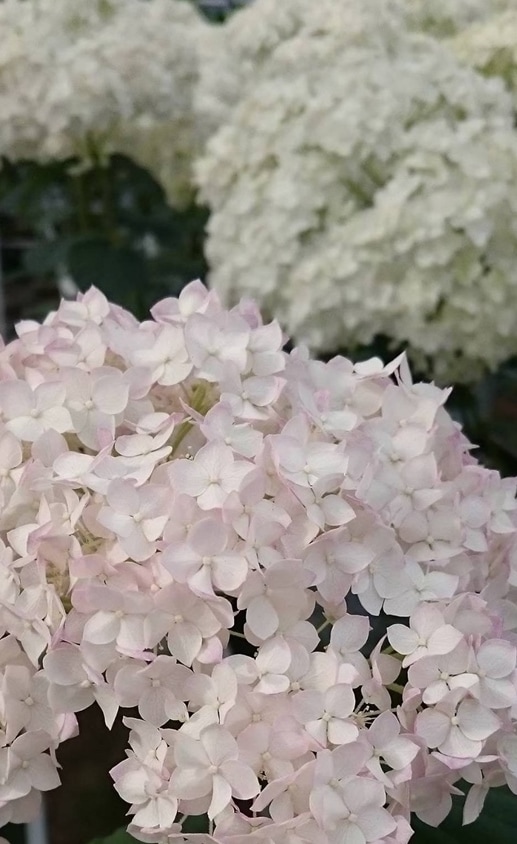 アジサイ・アナベル　’ル・マニフィーク’　耐寒性落葉低木　６号鉢　《種苗登録出願中》