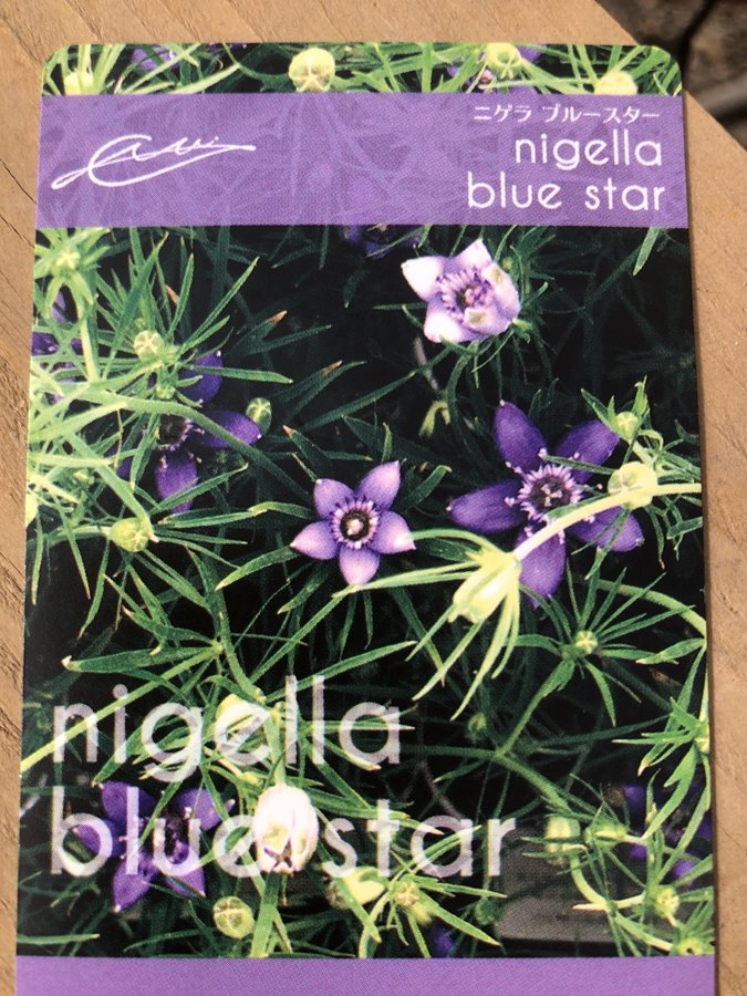 ニゲラ・ブルースター　一年草 　9cmロングポット