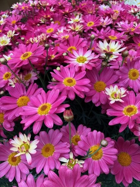 マーガレット　’シンプリーコーラル’　宿根草　10.5cmポット　PW