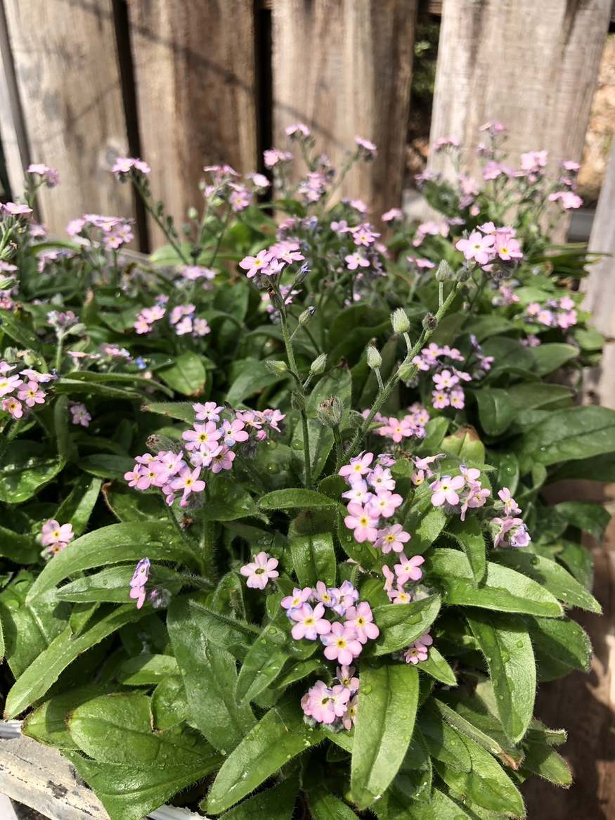 忘れな草（ワスレナグサ）　’モナミピンク’　耐寒性一年草　パステルピンク　10.5cmポット