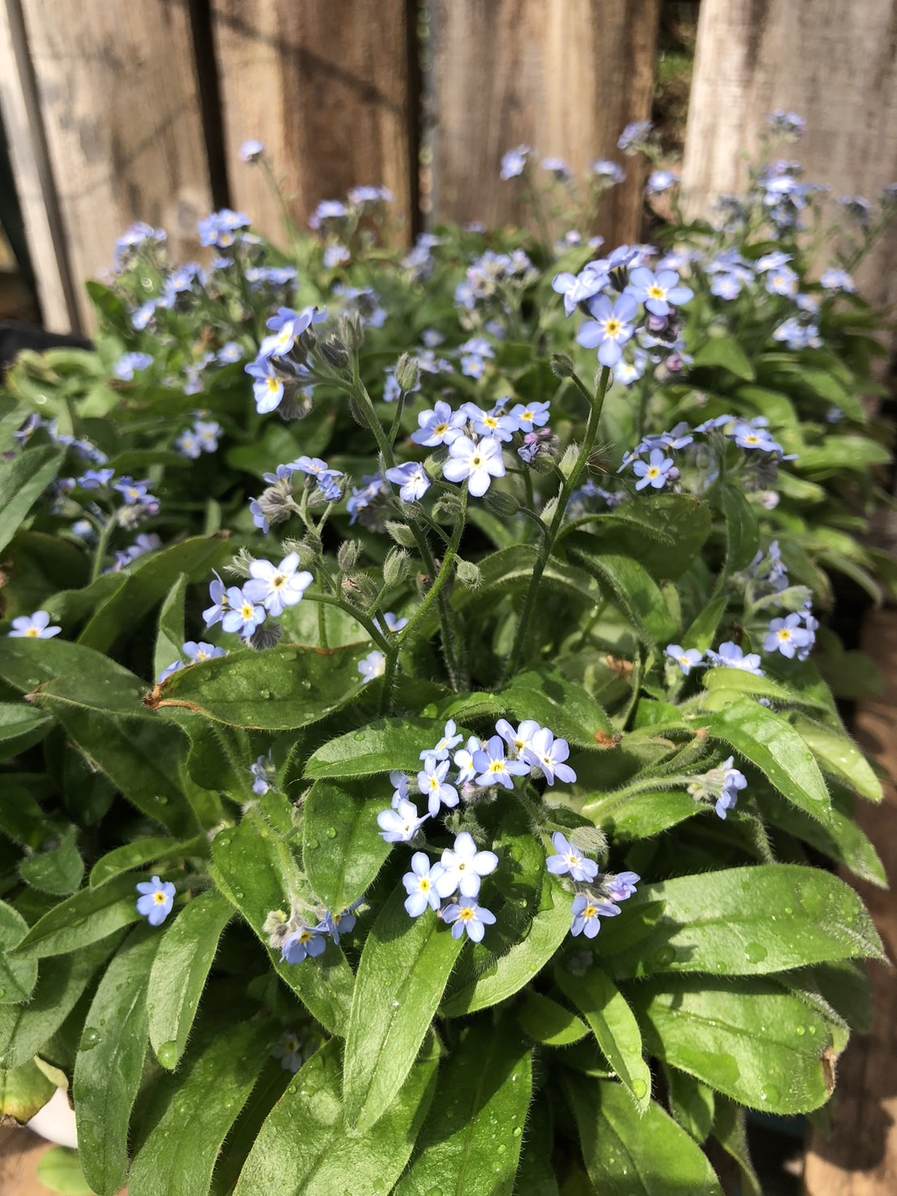 忘れな草（ワスレナグサ）　’モナミブルー’　耐寒性一年草　マットブルー　10.5cmポット