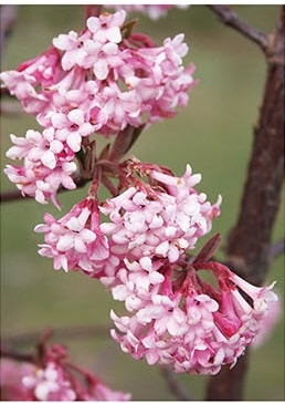 フレグラント　ビバーナム　’ドーン’　耐寒性落葉低木　7号鉢植え