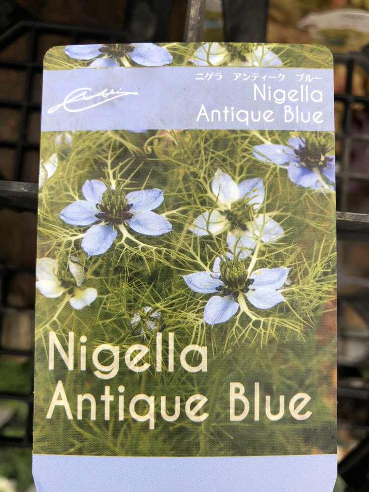 にげらページ ニゲラ：デルフトブルー3-3.5号ポット の通販 | 園芸ネット