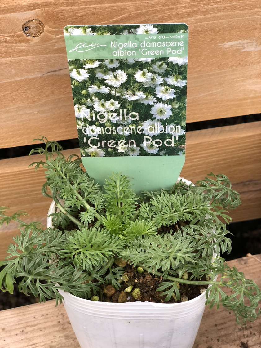 ニゲラ damascene albion 'グリーンポッド' 一年草 9cmロングポット