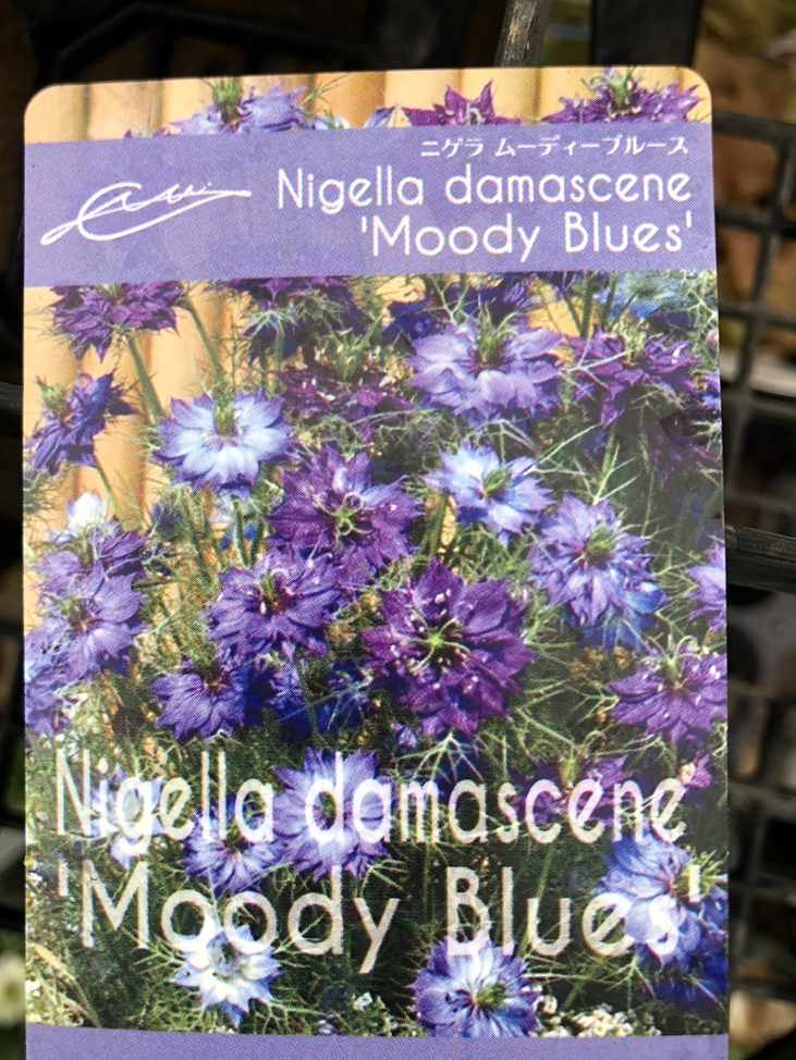ニゲラ damascene ’ムーディーブルース’　一年草 　9cmロングポット