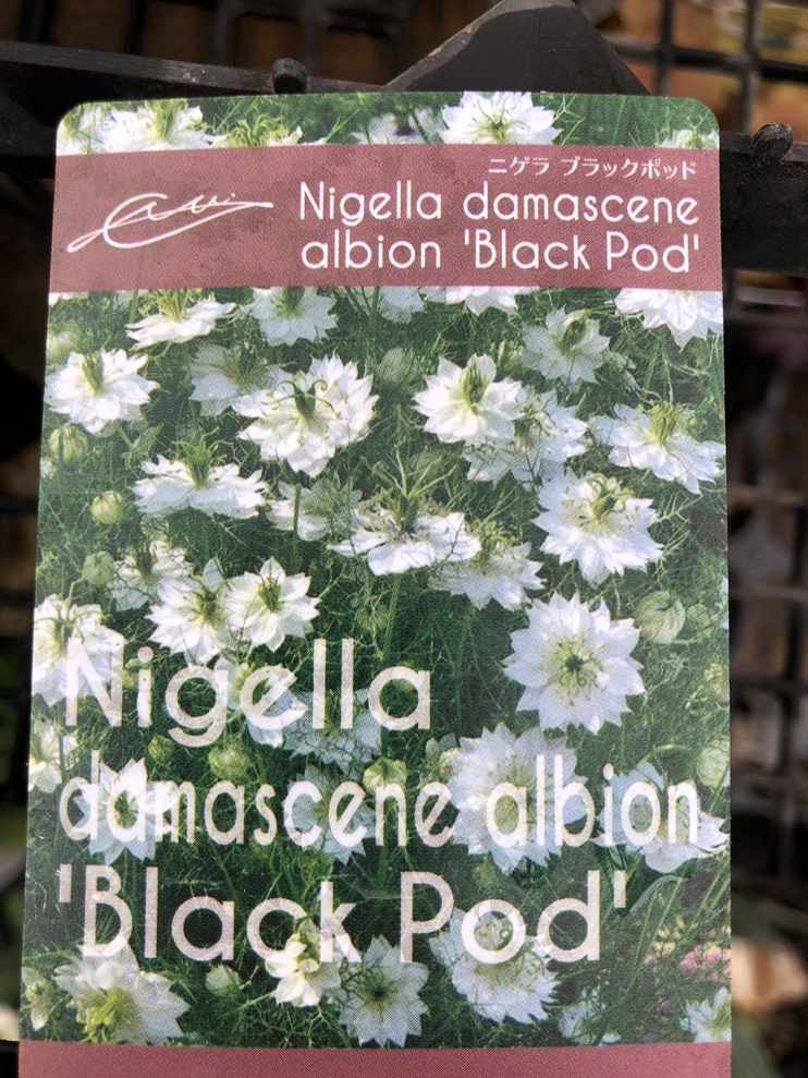 Anthurium (carlablackiae x Ace of Spades) x antolakii (previously