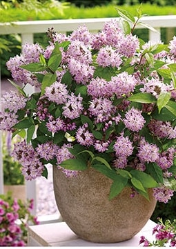 ウツギ　’ラズベリーサンデー’　耐寒性落葉低木　7号鉢植え