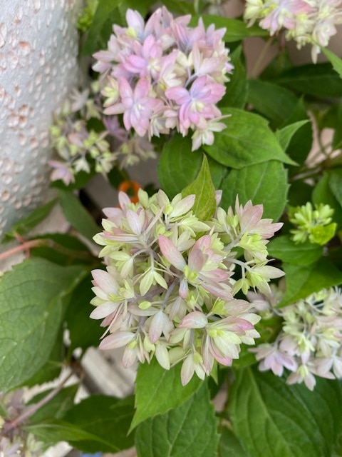 ヤマアジサイ　’マルルー’（ピンク）　6号鉢植え　ハイドランジア　紫陽花