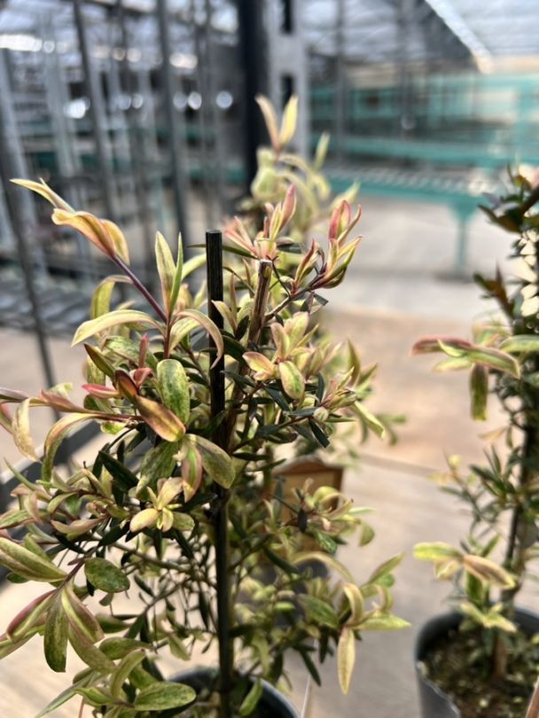 レプトスペルマム ”ボンテグロー” 常緑樹 6号鉢　《農林水産省 出願品種》