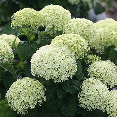 アジサイ アナベル　”ミディライム”　（旧名：ライムのアナベルコンパクト）　アメリカアジサイ　耐寒性落葉低木