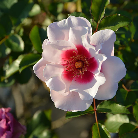 プチ・ポワン（新苗）7号鉢植え 四季咲き 河本バラ園 Kawamoto