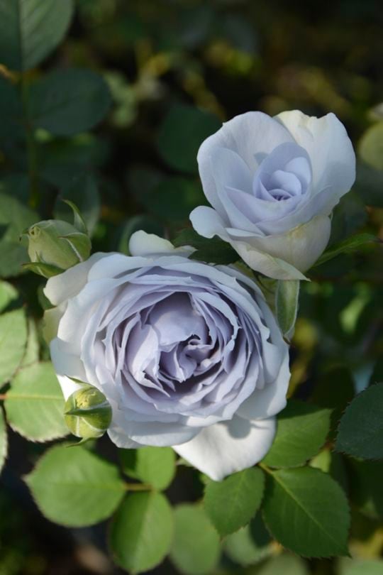 堅実な究極の ポルト・ブルー（大苗予約）7号鉢植え バラ苗 ロサ・オリエン 花