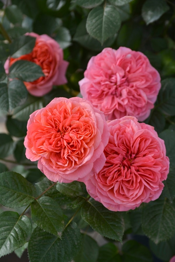 エリザベート バラ苗 Rosa Orientis 新苗 7号鉢 - メルカリ