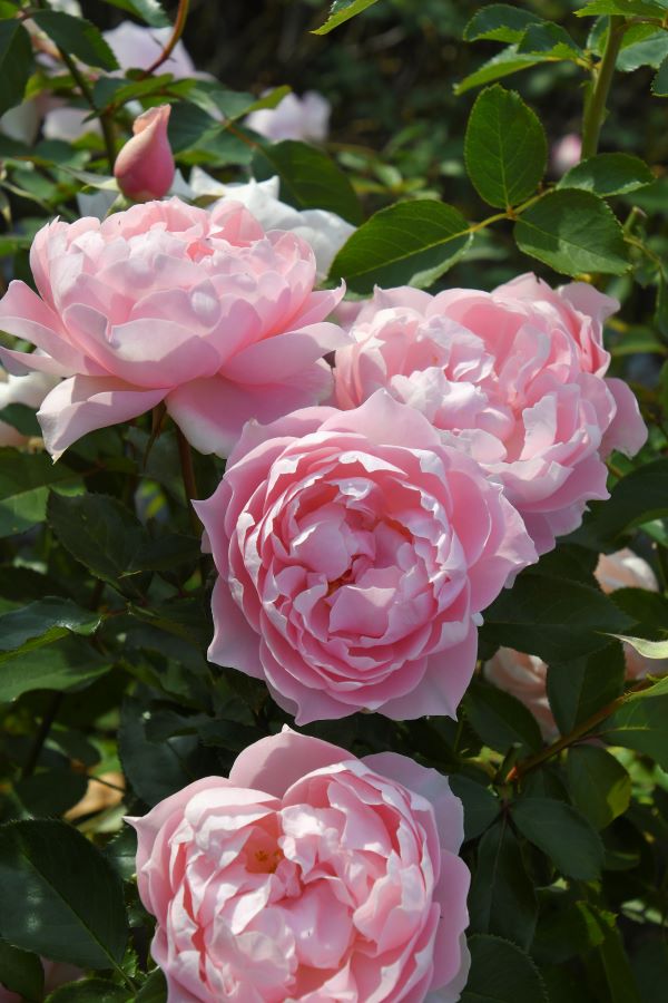 バラ苗 Roses,ブランド（ナーセリー）から選ぶ,日・ロサ