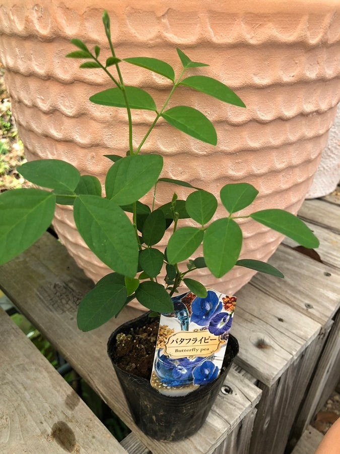 バタフライピー　一年草    12cmポット