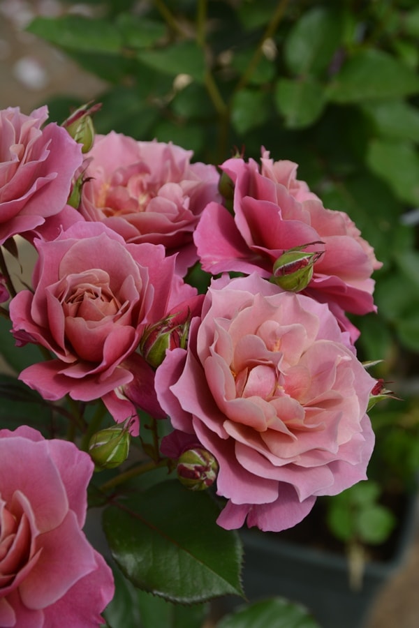 バラ苗 Roses,ブランド（ナーセリー）から選ぶ,日・ロサ