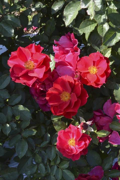バラ苗 Roses,樹形や花色・花の大きさから選ぶ | バラとハーブの