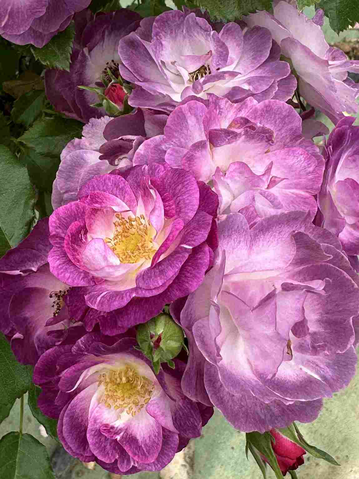 マーブル・シャワー（大苗予約） 7号鉢植え   四季咲き　ワーナーズ・ローゼス　バラ苗 《契約品種》