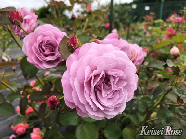 専用 切り花品種バラ苗　レアバラ　VICTORIAN PIN♡ ROSE 切り花品種バラ苗 レアバラ VICTORIAN PIN♡ ROSEオンライン