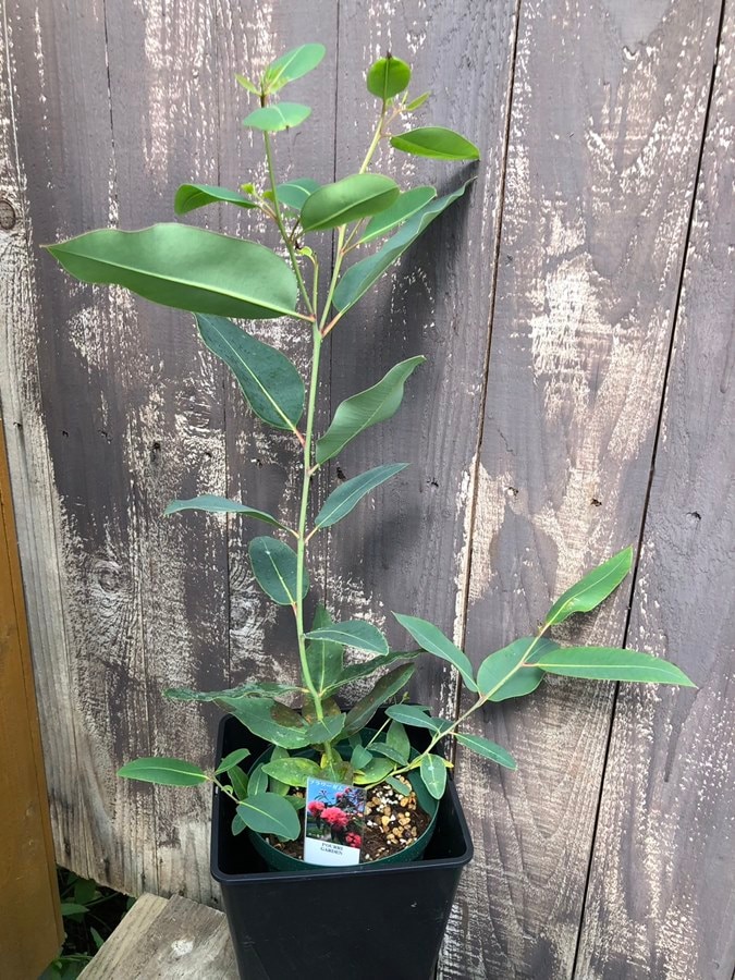 ドルフィン　大苗　ユーカリ　パルブラ　鉢植え　苗　樹高193cm ドルフィン様専用 大苗 ユーカリ パルブラ 鉢植え 苗 樹高193cm