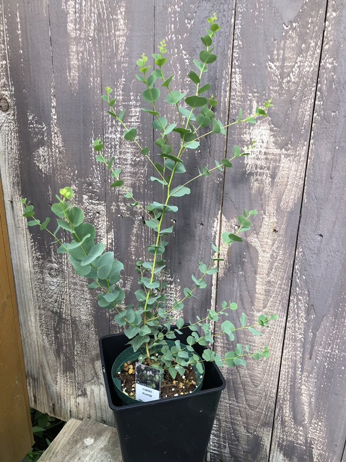 ユーカリ・ディシピエンシス　ハーブ苗    6号鉢植え