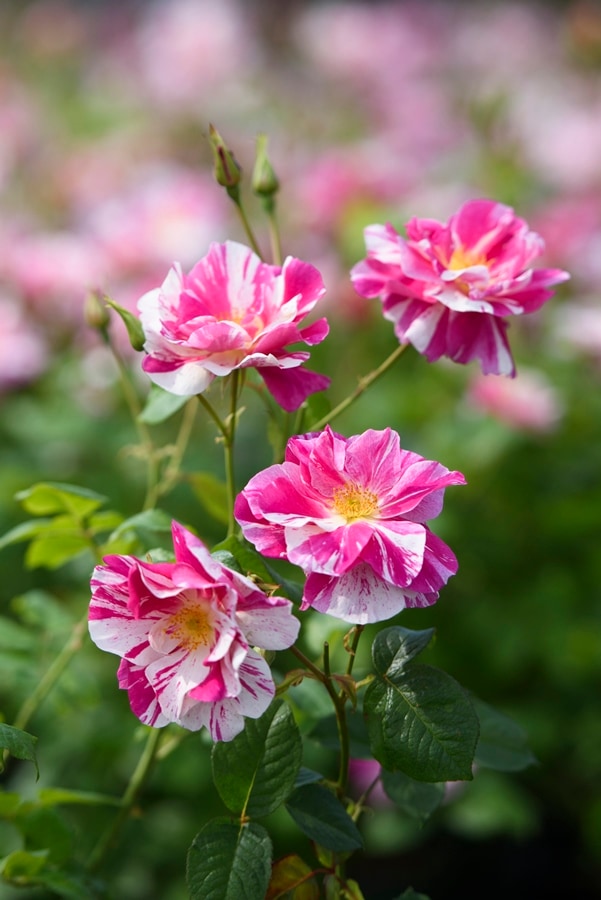 バラ苗 Roses,樹形や花色・花の大きさから選ぶ,シュラブ樹形（半