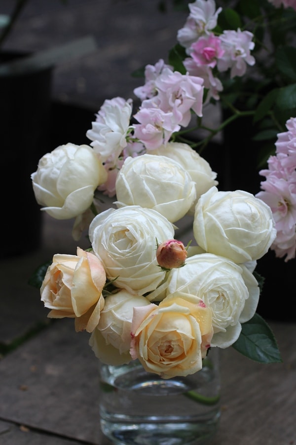バラ苗 Roses,New! 2025年秋～2026年春 最新品種のバラ苗 | バラ