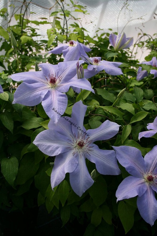 クレマチス 'アンティエ’　系統：早咲き大輪系　12cmポット