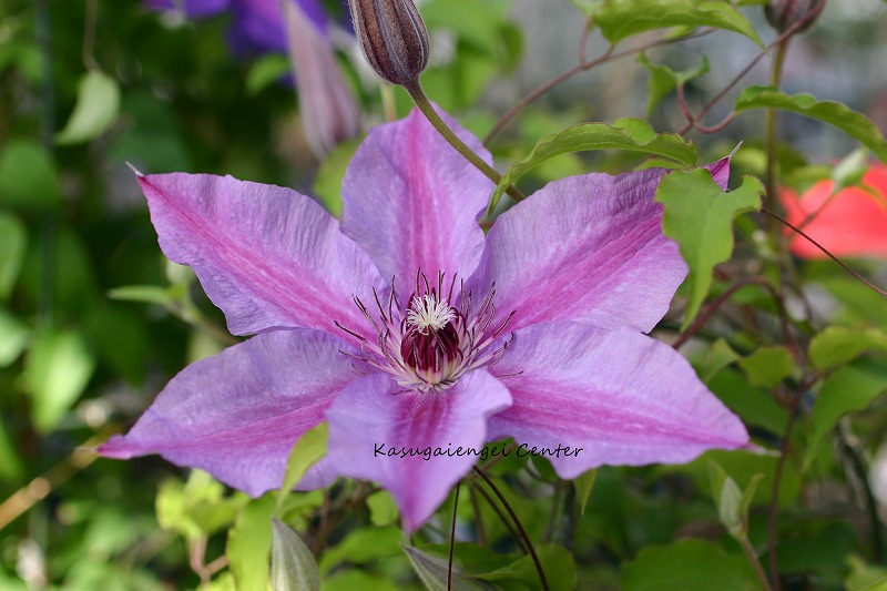 クレマチス 'ヴァイオレッタ’　系統：早咲き大輪系　12cmポット