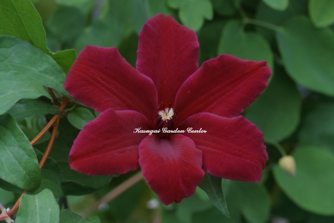 クレマチス 'ヴェスタプラッテ’　系統：早咲き大輪系　12cmポット