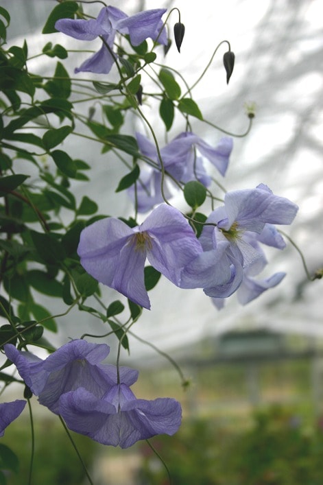 クレマチス 'ブルー・スプライト’　系統：インテグリフォリア系　4.5号ポット《予約苗　2025年10月》