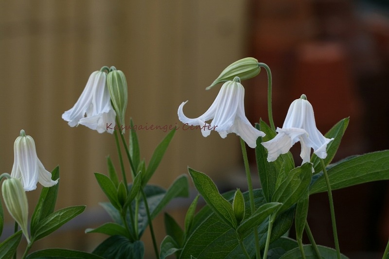 クレマチス 'ベビー・ホワイト’　系統：インテグリフォリア系　12cmポット