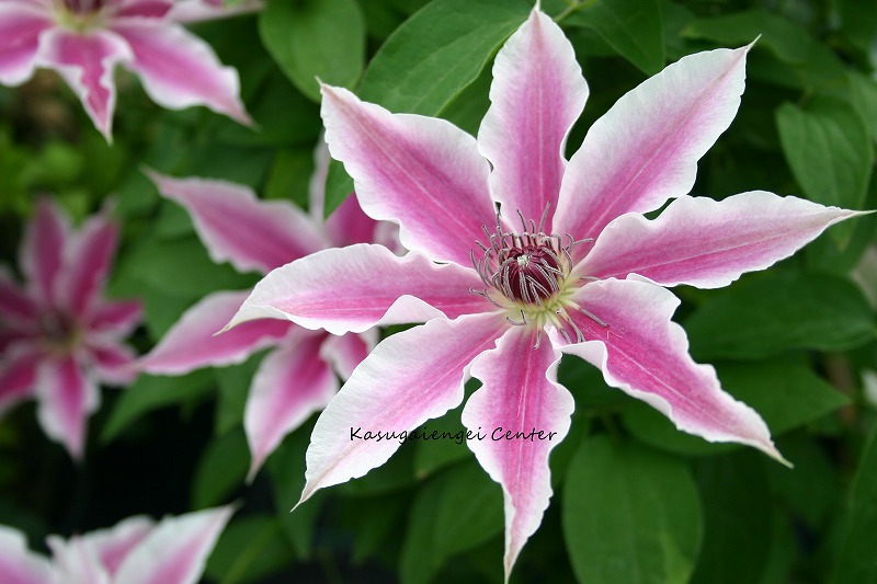 人気品種　クレマチス苗 クレマチス苗 2年生 『ジュイニアナ プレコックス』 5号鉢