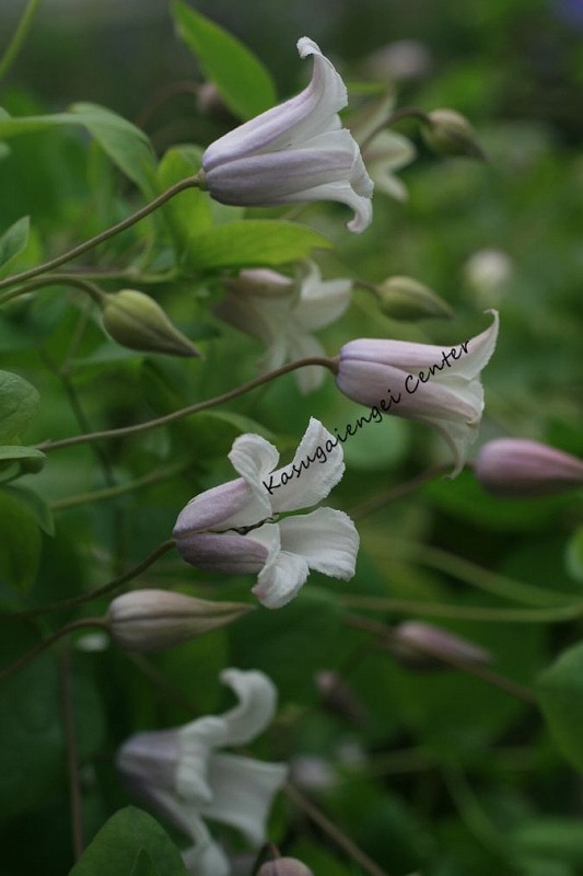 クレマチス 'エルフ’　系統：ヴィチセラ系　4.5号ポット《予約苗　2025年10月》