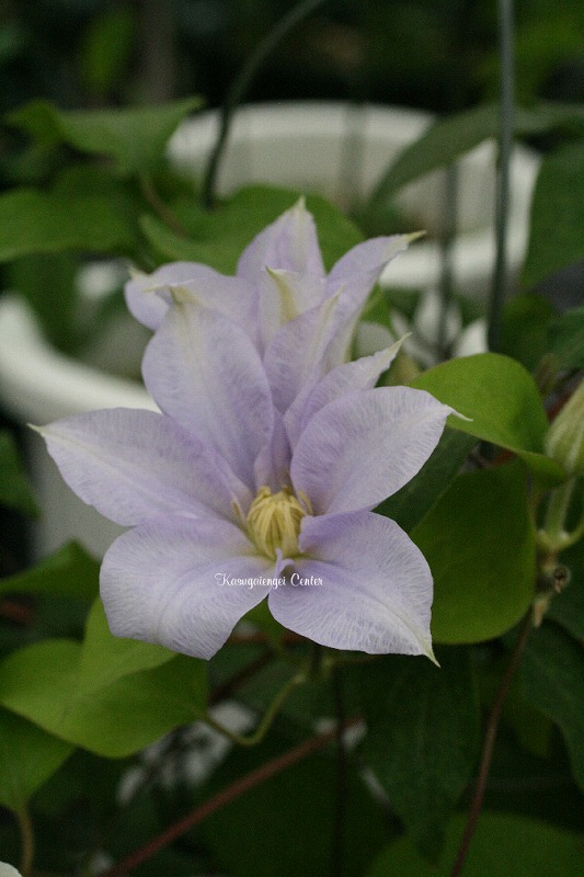 クレマチス '朝霞（あさがすみ）’　系統：早咲き大輪系　4.5号ポット《予約苗　2025年10月》