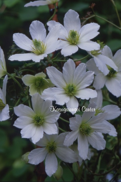 クレマチス 'アーリー・センセーション’　系統：フォステリ―系　12cmポット