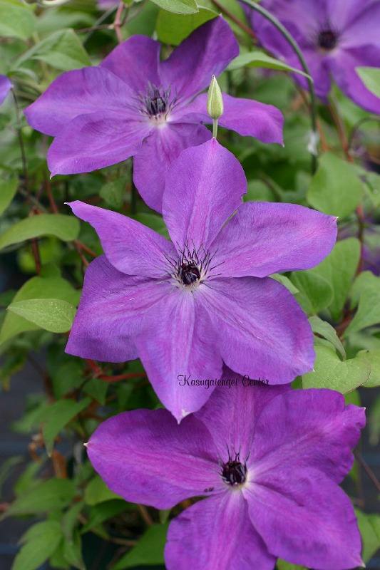 クレマチス '小次郎’　系統：フロリダ大輪系　12cmポット