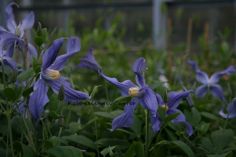 クレマチス 'ムーン・リバー’　系統：インテグリフォリア系　12cmポット