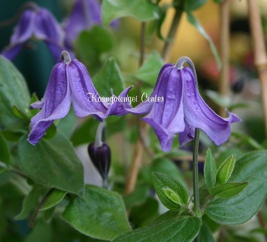 クレマチス 'ロマンス’　系統：インテグリフォリア系　12cmポット