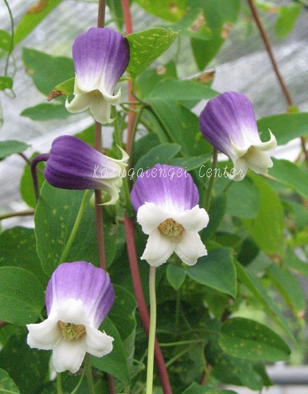クレマチス 'キングスドリーム’　系統：ヴィオルナ系　4.5号ポット《予約苗　2025年10月》《種苗登録品種》