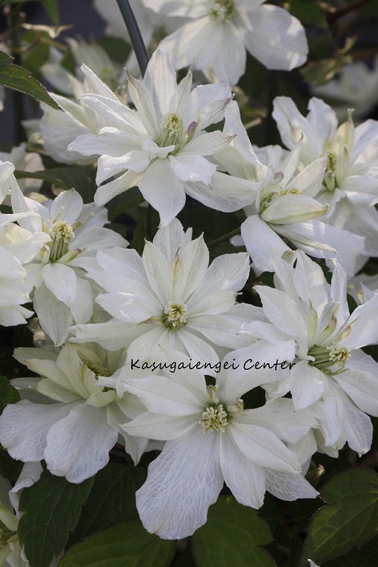 クレマチス 'グリーン・アイズ’　系統：モンタナ系　12cmポット