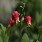 クレマチス '恋のしずく’　系統：ヴィオルナ系　12cmポット《種苗登録品種》|新枝咲き|クレマチス