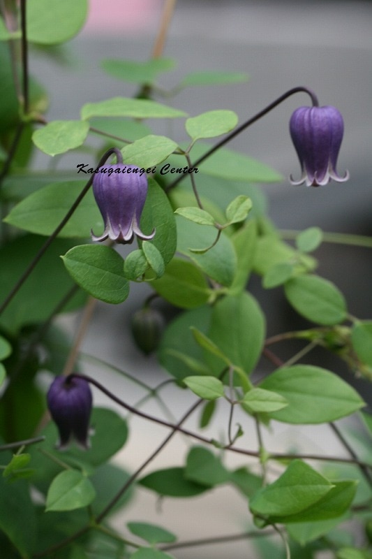 クレマチス 'ジルバ'　系統：ヴィオルナ系　12cmポット