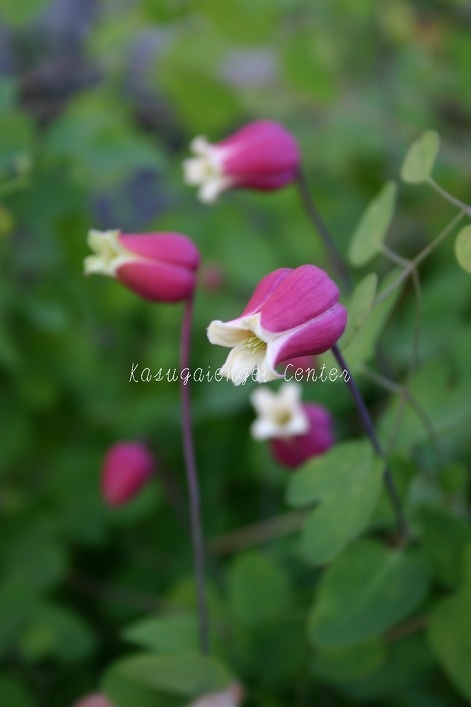 クレマチス 'テキセンシス・チェリーリップ’　系統：ヴィオルナ系　4.5号ポット《予約苗　2025年10月》