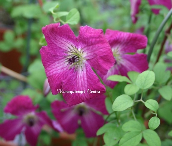 クレマチス 'カーメシーナ’　系統：ヴィチセラ系　12cmポット