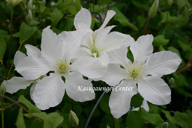 クレマチス 'ジョン・ハクスタブル’　系統：遅咲き大輪系　12cmポット